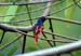 Fiery Minivet