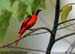 Fiery Minivet