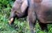 Borneon Pygmy Elephants