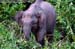 Borneon Pygmy Elephant