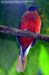 Scarlet-rumped Trogon