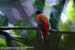 Scarlet-rumped Trogon