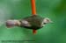 Cream-vented Bulbul (Borneo)