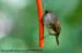 Cream-vented Bulbul (Borneo)