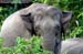 Borneon Pygmy Elephants