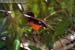 White-browed Shama