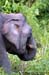 Borneon Pygmy Elephant
