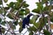 Black Hornbill