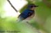 Borneon Blue-Flycatcher