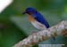 Borneon Blue-Flycatcher