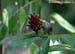 Spectacled Bulbul