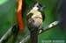Grey-cheeked Bulbul