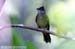 Grey-cheeked Bulbul
