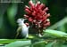 Plain Sunbird