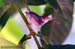 Ashy Tailorbird