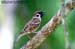 Eurasian Tree Sparrow