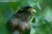 Crested Serpent Eagle