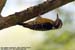 Grey-capped Woodpecker