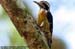 Grey-capped Woodpecker