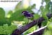 Rufous-tailed Tailorbird
