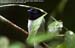 Asian Paradise-Flycatcher