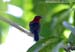Crimson Sunbird