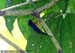Ruby-cheeked Sunbird