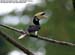 Oriental Pied Hornbill