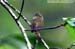 White-bellied Yuhina