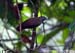 Chestnut-rumped Babbler