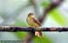 Hairy-backed Bulbul