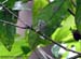 White-bellied Yuhina