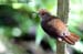 White-chested Babbler