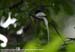 Asian Paradise-Flycatcher