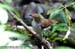 White-chested Babbler