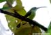 Little Spiderhunter
