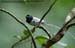 Asian Paradise-Flycatcher