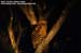 Buffy Fish Owl