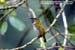 Grey-breasted Spiderhunter