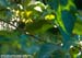 Greater Green Leafbird