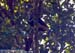 Helmeted Hornbill