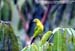 Lesser Green Leafbird