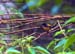 Orange-bellied Flowerpecker