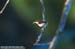 Rufous-tailed Tailorbird