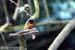 White-browed Shama