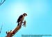 White-fronted Falconet