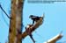 White-fronted Falconet