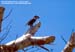 White-fronted Falconet