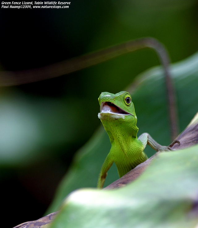 Click to view the next photo

photographer Paul Huang. 