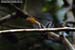 Mugimaki Flycatcher
